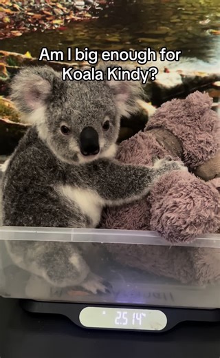 Koala Kindy at Australia Zoo: Little Lola's Journey