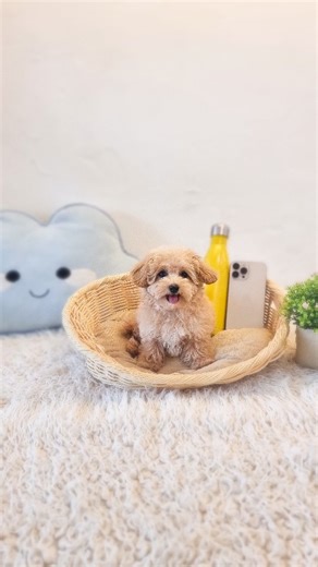 Puppy Sale Puppies Singapore on Instagram: "The Tiny Maltipoo is a cross between a Maltese and a Poodle, another hybrid breed in the recently popular category of doodle dogs. Alert and active, the Maltese Poodle mix is known for their adorable appearance, friendly disposition, and hypoallergenic coat. The Maltipoo’s easygoing and affectionate temperament makes them an ideal companion for all types of households. 🇦🇺Australia born ✅Parents DNA testing to ensure no hereditary diseases Parents wei