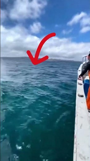 Giant Whale Explodes Beside the Boat as a Dolphin Leaps Aboard in Pure Chaos