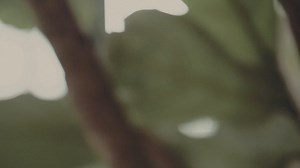 Among the Trees – Carl Phillips