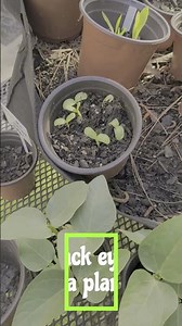 Maximize Your Garden with BOSC Pears