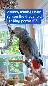 148K views · 1.5K reactions | Smartest Talking Parrot Ever? 列 #talkingparrot #africangrey | Symon African Grey Parrot | Facebook