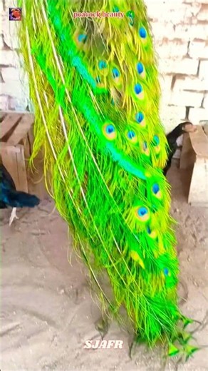 Beauty of Peacock | #viral #birds #peacock #shorts #aseel