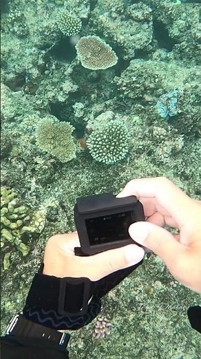 Snorkeling Great Barrier Reef In Cairns, Australia. (2023) #travel #snorkeling #australia #swimming
