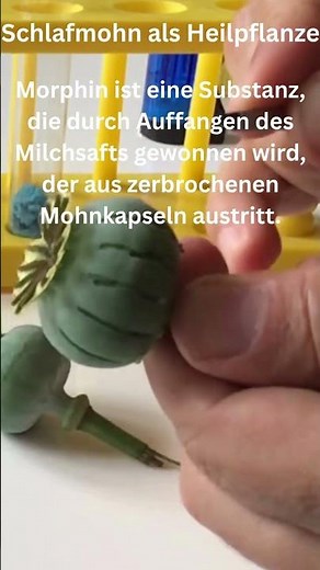 Schlafmohn als Heilpflanze #schule #chemie #recherchieren #untersuchung #medikamente #morphin