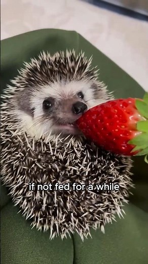 Falling hedgehogs bring unexpected surprises #animals #love #shorts