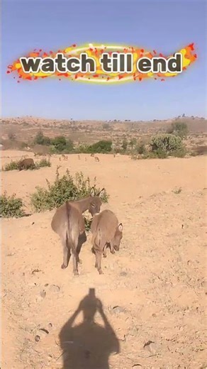 Donkey Grazing in Open Field 🫏🌿 So Peaceful