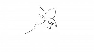 Animated self drawing of continuous line draw beauty fresh orchid for wall home decoration art. Printable decorative poster orchidaceae flower weeding invitation card. Full length one line animation