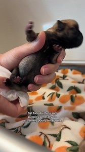 75K views · 10K reactions | Introducing you to our new foster babies! Don’t mind my sleepy voice…I’m caring for them every 2 hours, and the first night is always an adjustment. ❤️ Please help me name them; one male, one female. Give me some name ideas I haven’t heard before! | Kitten Lady | Facebook