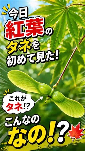 【初めて見た】紅葉のタネってこんな形なの！？🍁😳#紅葉 #モミジ #自然観察 #子どもと遊ぶ #植物観察 #タネ #発見 #ショート動画 #親子時間