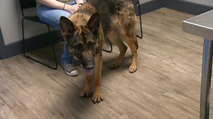 🐾 ¡Cuidando a Tasher con amor y atención! Georgia comparte la emotiva visita de su perro a la veterinaria en el episodio del #DrJeffVeterinario. 👨‍⚕️🏥 Descubre cómo el doctor Jeff y su equipo abordan los problemas en la cadera de Tasher con dedicación y experiencia. 💙🐕 #CuidadoCanino | Animal Planet Latinoamérica