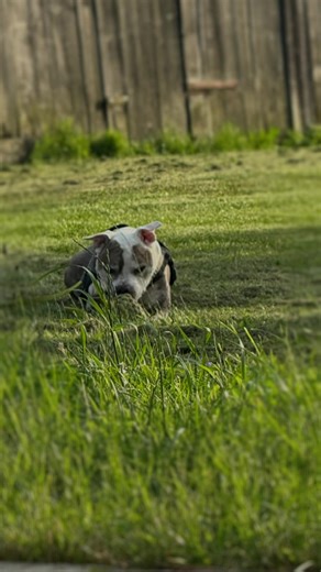 There is a kind of love that does not need big words. It simply sits beside you. Breathes. Looks at you. What I loved most was watching you. The way you walked through the garden as if you personally knew every leaf. The way you ran, with that serious face and pure joy flowing through your whole body. The way you lay down, paws stretched out, completely at peace with the moment. You did not have to achieve anything. You did not have to be anyone. You were simply you. And I was allowed to watch. 