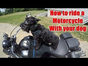 How To Ride A Motorcycle With A Dog
