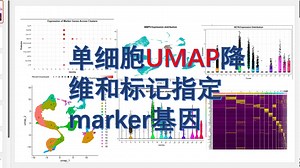 30.单细胞UMAP降维和标记指定marker基因，使用 UMAP 进行 降维，将高维的基因表达数据映射到2D空间