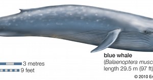 La ballena azul: cuerpo, alimentación, reproducción y cría