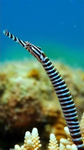 Witness the Stunning Camouflage of the Zebra-Striped Pipefish in its Secret Underwater Realm 🐠