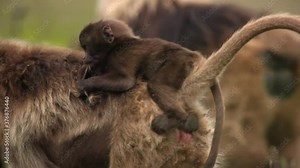Gelada baby monkey holding on mother, Ethiopia
