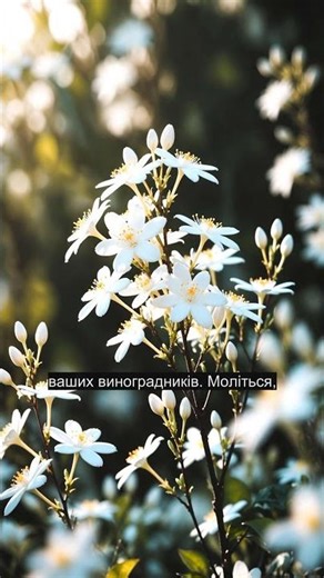 🩸 29 серпня 1985 Богородиця: Моліться проти зла | Меджугор'є