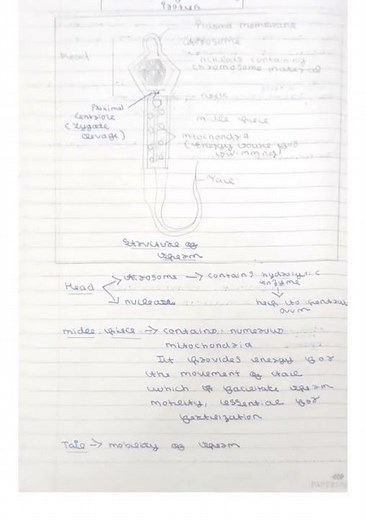 Class 12 Biology | Human reproduction NCERT based notes