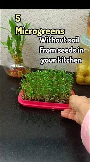 Grow These 5 Microgreens From Kitchen Seeds Without Soil #shortsfeed