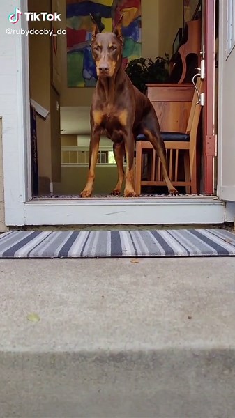 Ultimate Home Security: Why You Need a Doberman for Protection