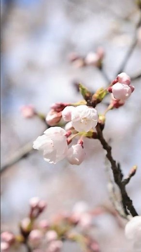 Cherry blossoms and trains: Spring railway photography