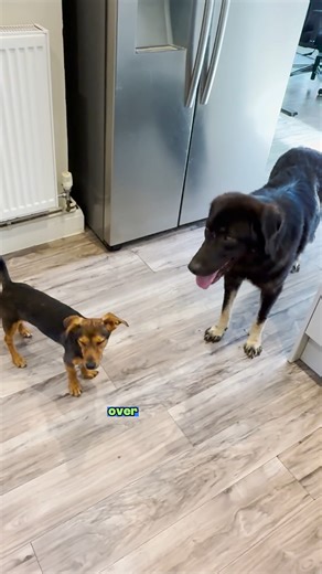 Golden Retriever Meets Tiny Rescue Puppy But She's Completely Fearless | The Golden Kobe Family