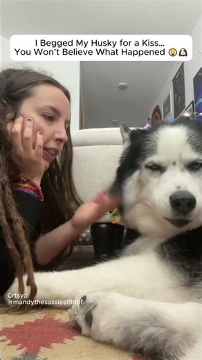 I Begged My Husky for a Kiss… You Won’t Believe What Happened 😲🐶”