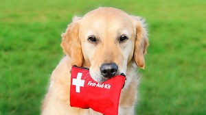 Emergency! The value of having a pet first-aid kit