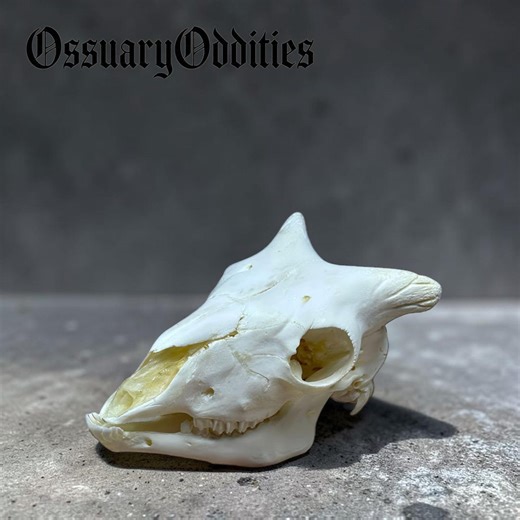 Real Goat Skull, Animal Bone Specimen for Gothic Decor, Curio Cabinet Natural History Display - Etsy