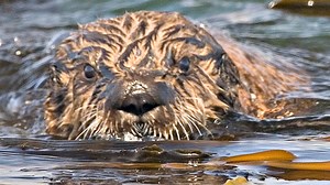 It only takes otters 25 years to recover from an oil spill