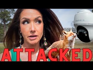 Chickens Attacked By Fox | We Got Attacked By Predators | No More Losing Livestock