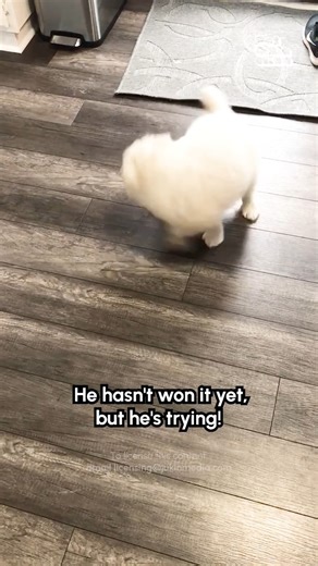 Keep practicing! 🤣🐶🐾 #DogLife #FunnyDog #Puppy | Try Not to Laugh