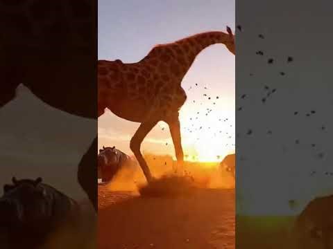 A Fierce Showdown: Wolf vs. Giraffe in the Wild #Wildlife #Nature