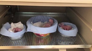 EXCITING NEWS-RIGHT ON TIME!!! St. Vincent Parrot breeding in full swing! Our third Amazona guildingii chick has just hatched! Finally we managed to pair birds from our two different subpopulations ( from St. Vincent and birds from the US flock) to create genetic viable pairs! We had to separate pairs coming out of both groups, since they were very closely related! It took us a few years to finally find right the right pairs, since the birds are very aggressive. But the effort was worth it, as y