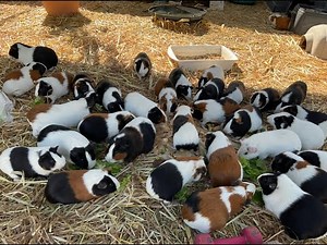 Guinea pig herd loving a snack