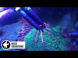 Growing Mangroves in Freshwater and Saltwater Aquariums PLUS *ZIP TIE TIP*
