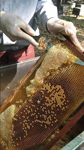 🍯 Satisfying Honey Uncapping | Pure Raw Honey Ready for Harvest 🐝 #shorts