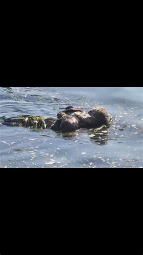 Sea Otter Nursery, Morro Bay, Ca. MorroBayDreamCottage.com | Morro Bay Dream Cottage