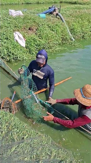 Catfish farming in Central Java #catfish #organiccatfish #catfishfarming #catfishpond