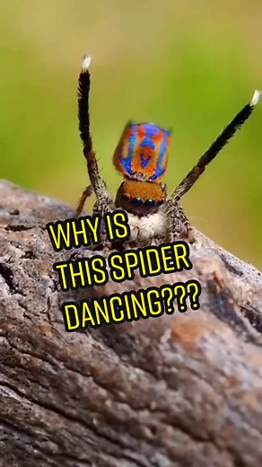 The Fascinating Dance of Peacock Jumping Spiders