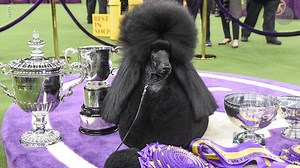 Poodle with Hanover ties wins Best in Show at Westminster Dog Show
