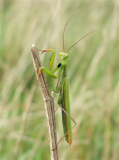 Praying mantises are looking for love. Why the insects are more noticeable in fall