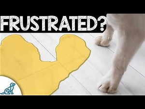 YOU Need A Puppy Potty Training Plan?