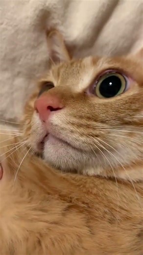 Kiss Cat #cat #kitty #adorable