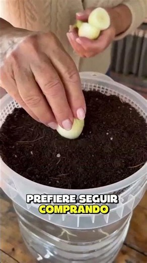 Hydroponics from Scratch: How to Grow Food Without Soil and Save on Groceries