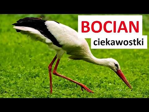 BOCIAN - CIEKAWOSTKI i FAKTY