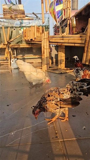 #music #relaxingvideo #chicken #birds relax- Beautiful chicken coop