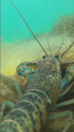 Why Do Lobsters Molt