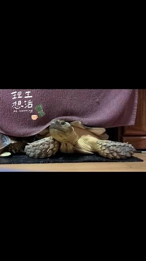 Meet My Adorable Tortoise: Morning Routine